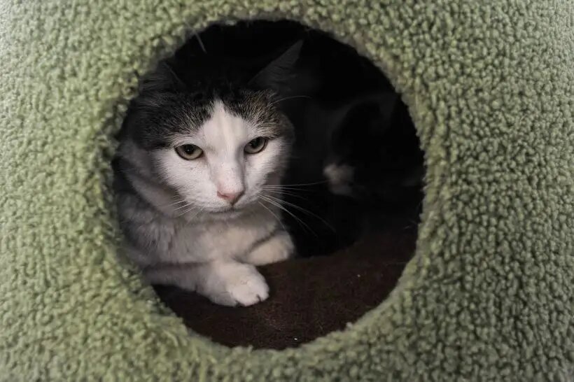  У кошки обязательно должен быть свой "островок безопасности" - домик, где ребенок до нее не сможет добраться   © РИА Новости. Алексей Сухоруков