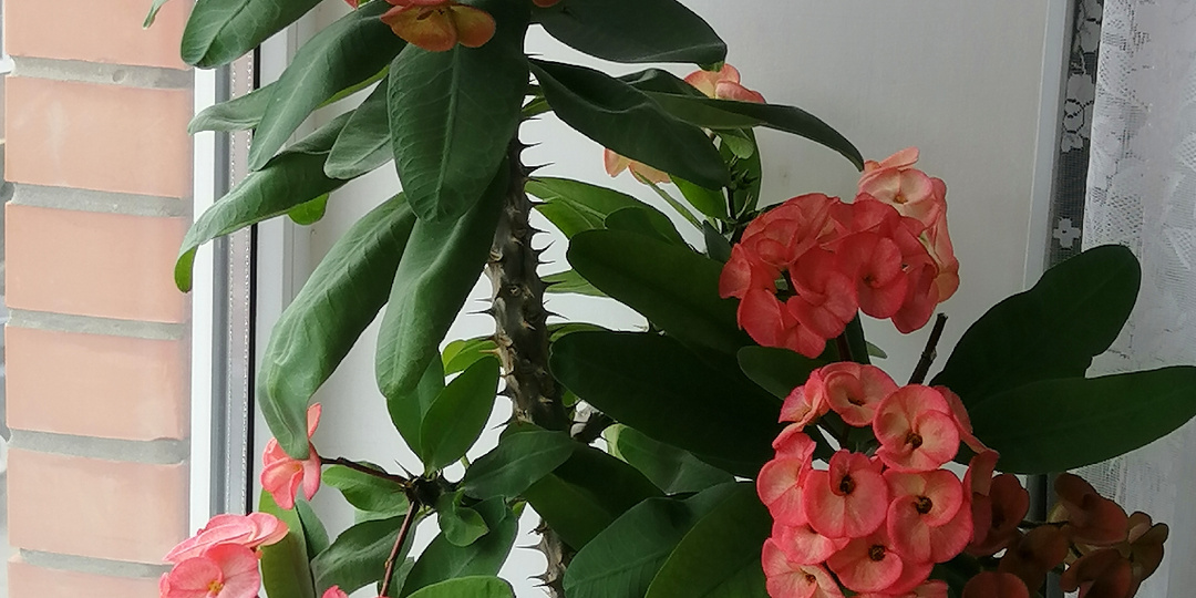 Молочай Миля — неприхотливое растение для начинающих цветоводов.