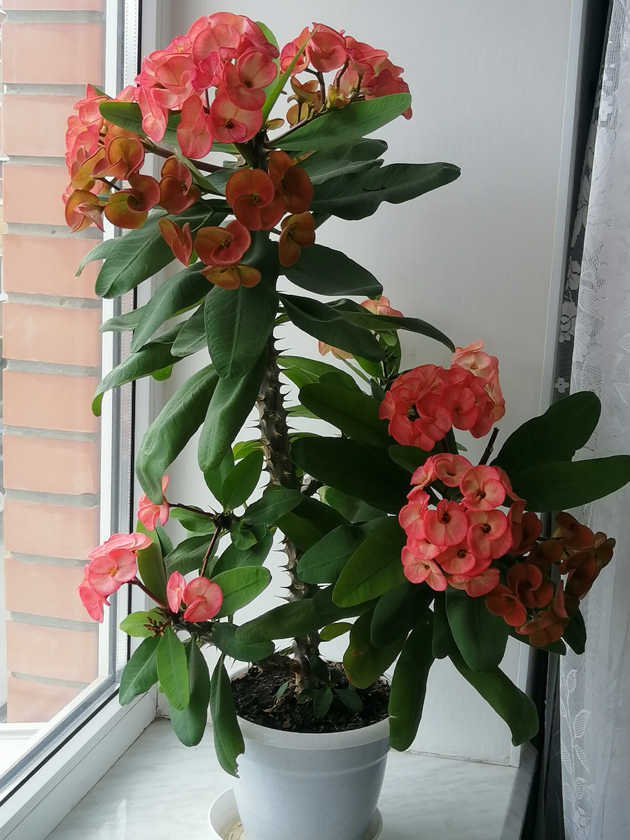 Мой красавчик цветёт, а вот бугенвиллия не выдержал нашей зимы. 