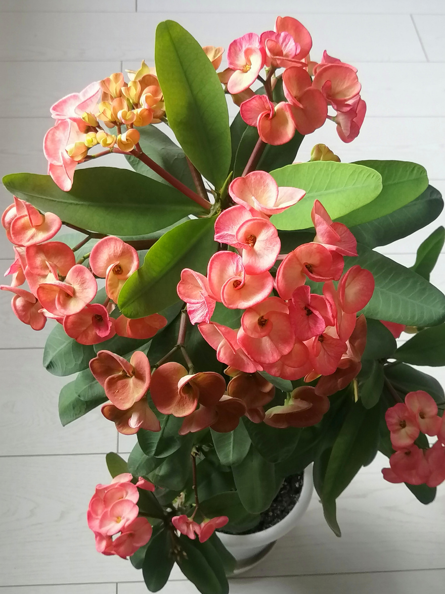 молочай блестящий, прекрасный, терновый венец, венец Христа, эуфорбия Миля (Миллиуса, Милли).