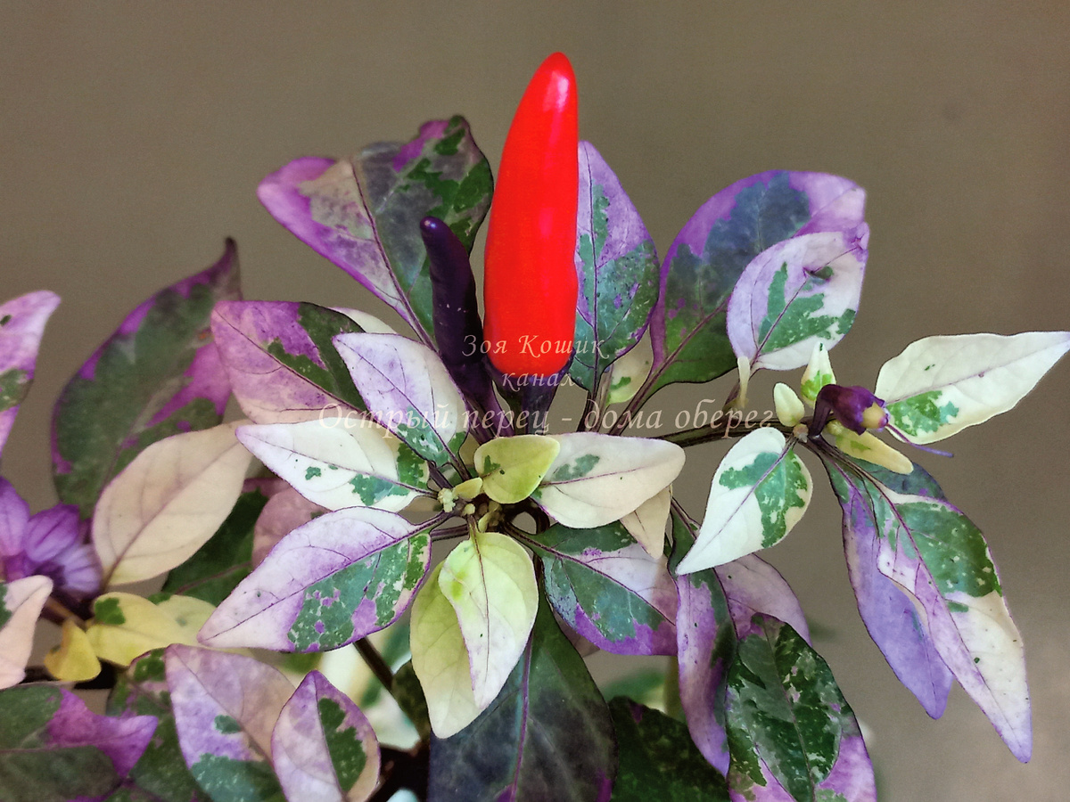 Острый перец Ловец снов