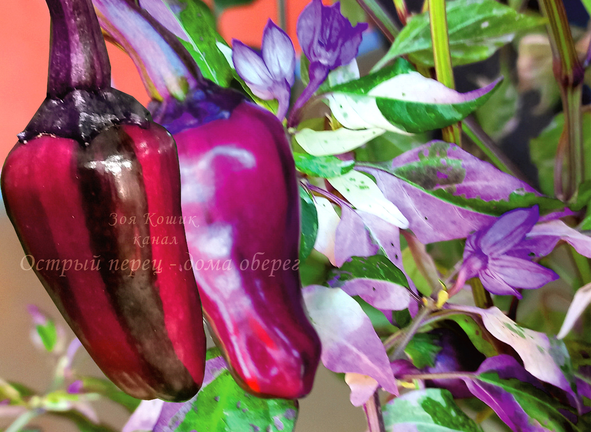 Острый перец Пурпурная лента