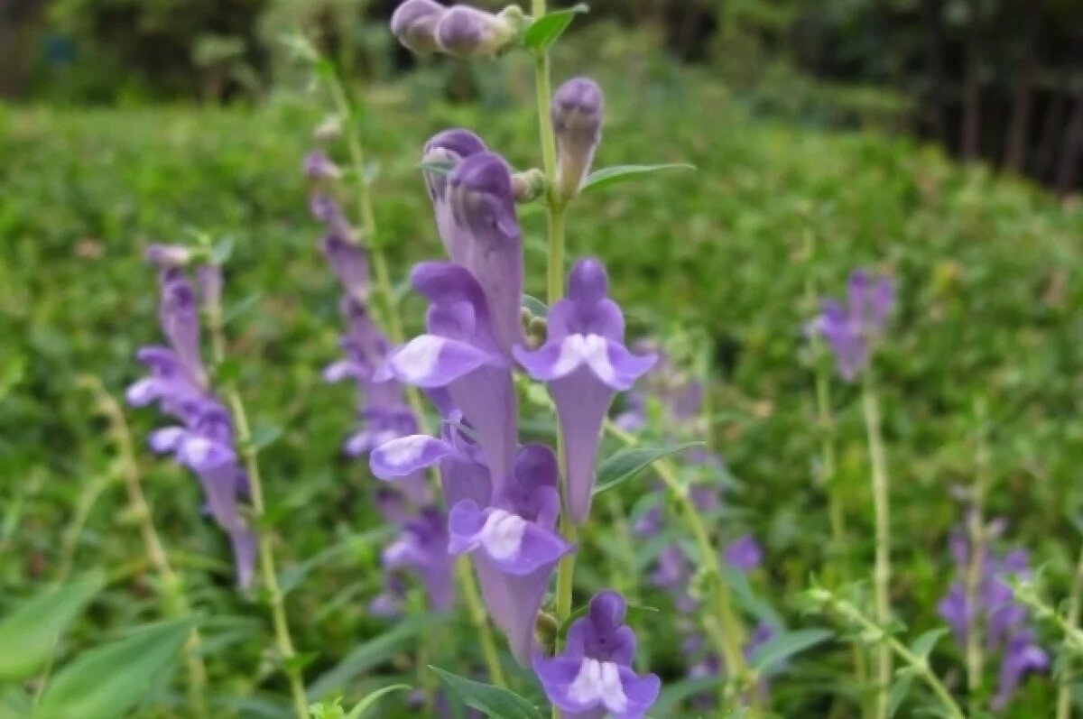    Лекарственное растениеводство будут развивать в Бурятии