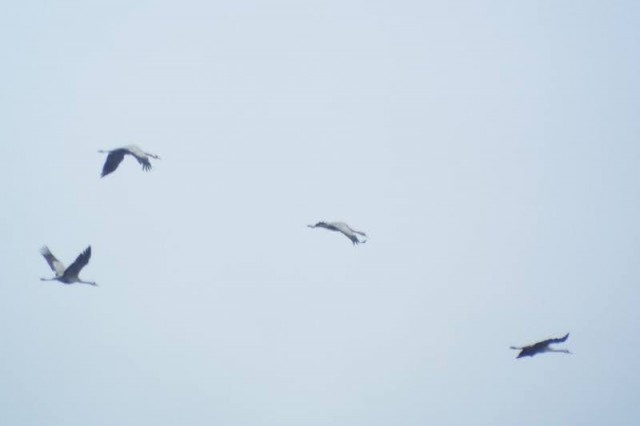   Фото: телеграм-канал нацпарка «Куршская коса»