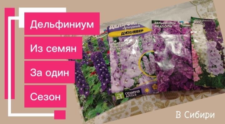 Вырастить дельфиниум из семян за один сезон, чтобы он зацвёл порой не сложно,главное знать некоторые моменты, а именно