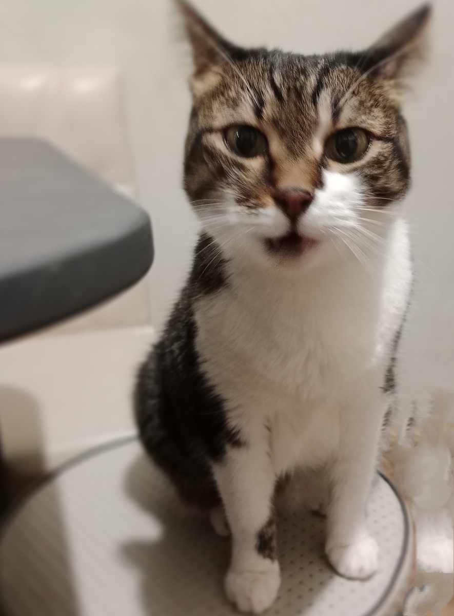 Это мы поём 😸