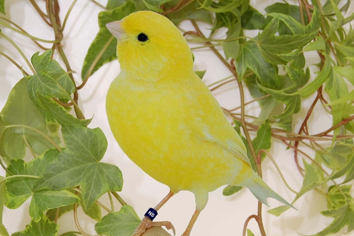 Фото с сайта: https://commons.wikimedia.org/wiki/File:Aufgehellt_gelb_schimmel.jpg