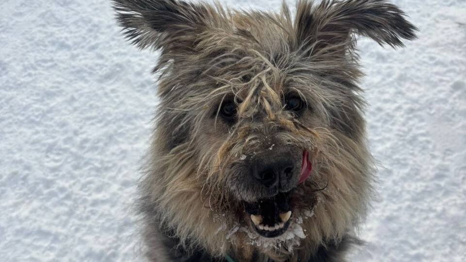 Мохнатыш Кардамон нуждается в помощи!