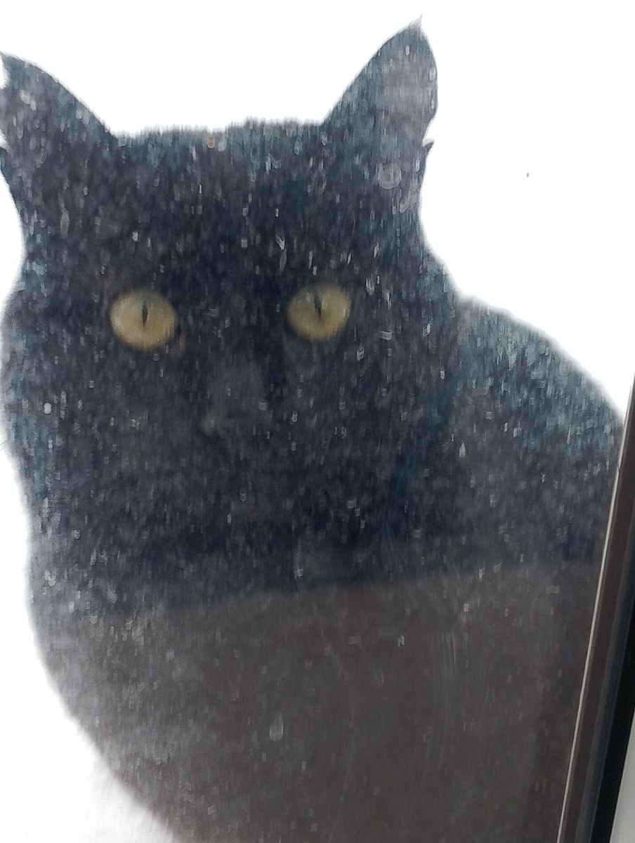 это он смотрит в окно - снаружи,  сквозь снег. Теперь отъелся, конечно.