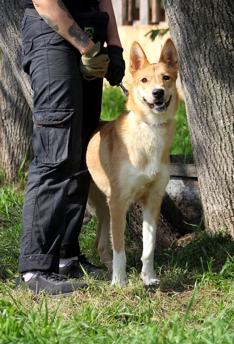 Джун. безумно красивая и добрая собака. Ноль звонков за много лет: 89263303551 Наталья