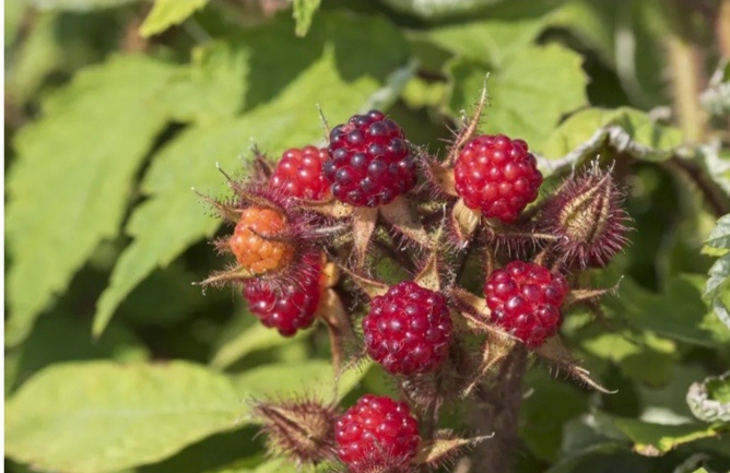 Малина японская. Фото из интернета.