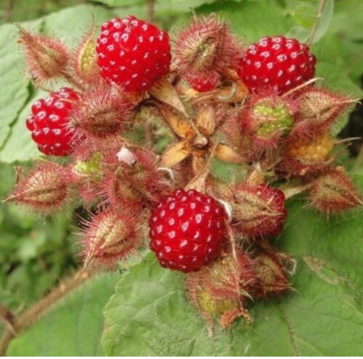 Малина японская, фото из интернета.