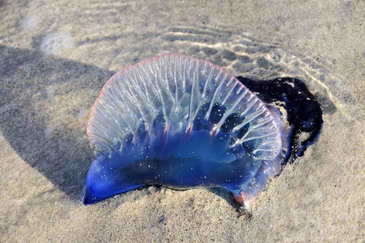 Фото с сайта: https://www.greenme.it/animali/caravella-portoghese-mare-italia/