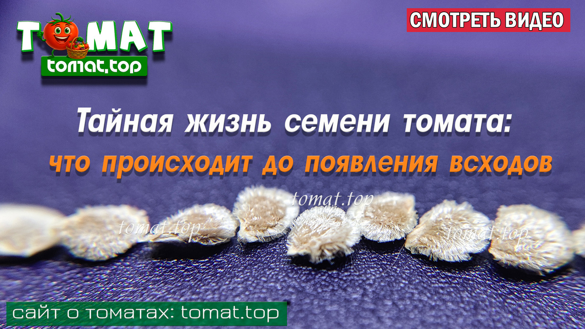 Тайная жизнь семени томата