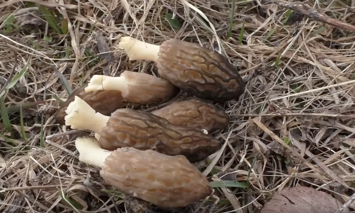 Сморчок высокий