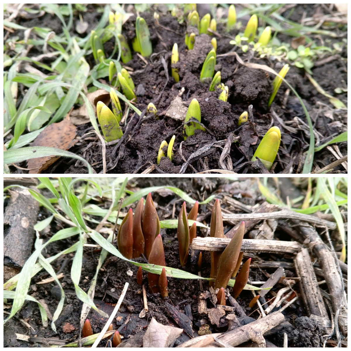 Нарциссы и тюльпаны. Фото авторов