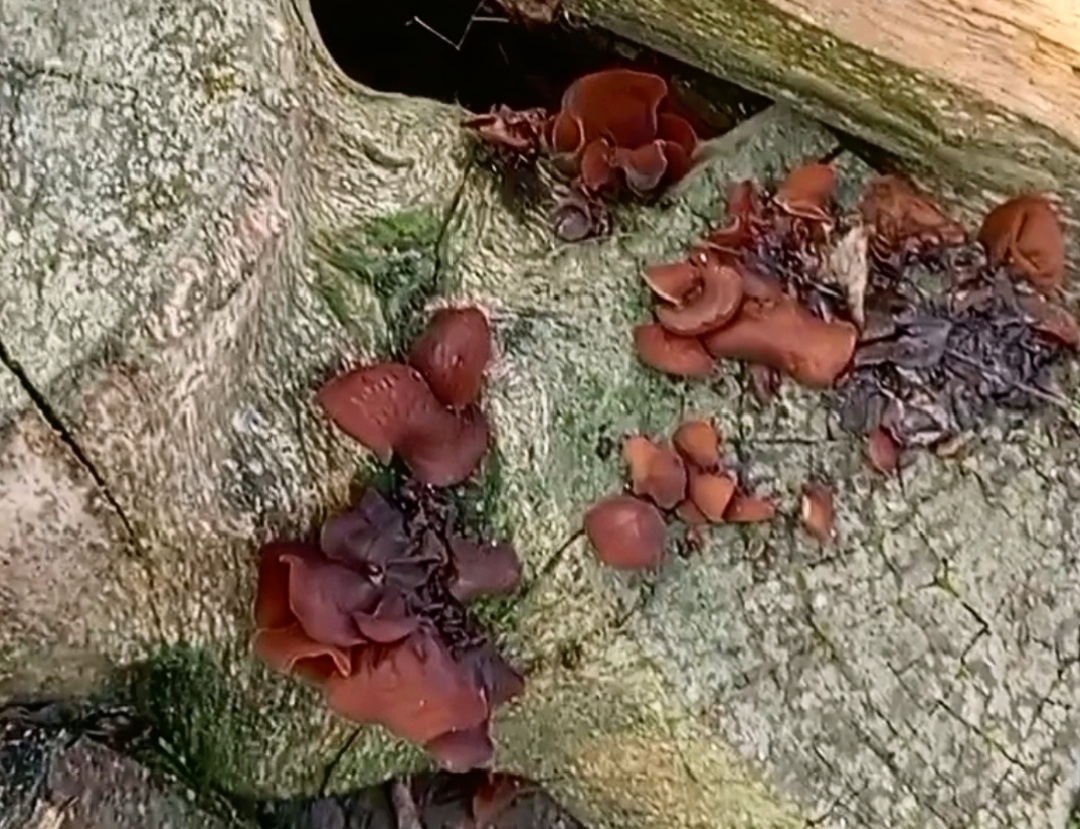 Иудины ушки. Фото авторов