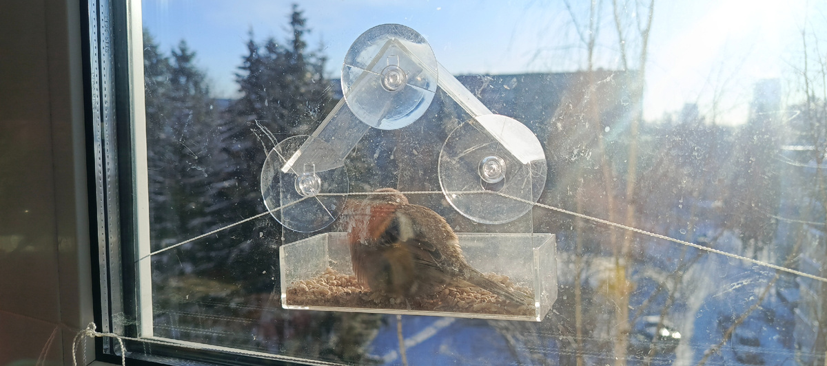 Кто-то прилетает в кормушку поесть, а кто-то скрыться от ветра и погреться..