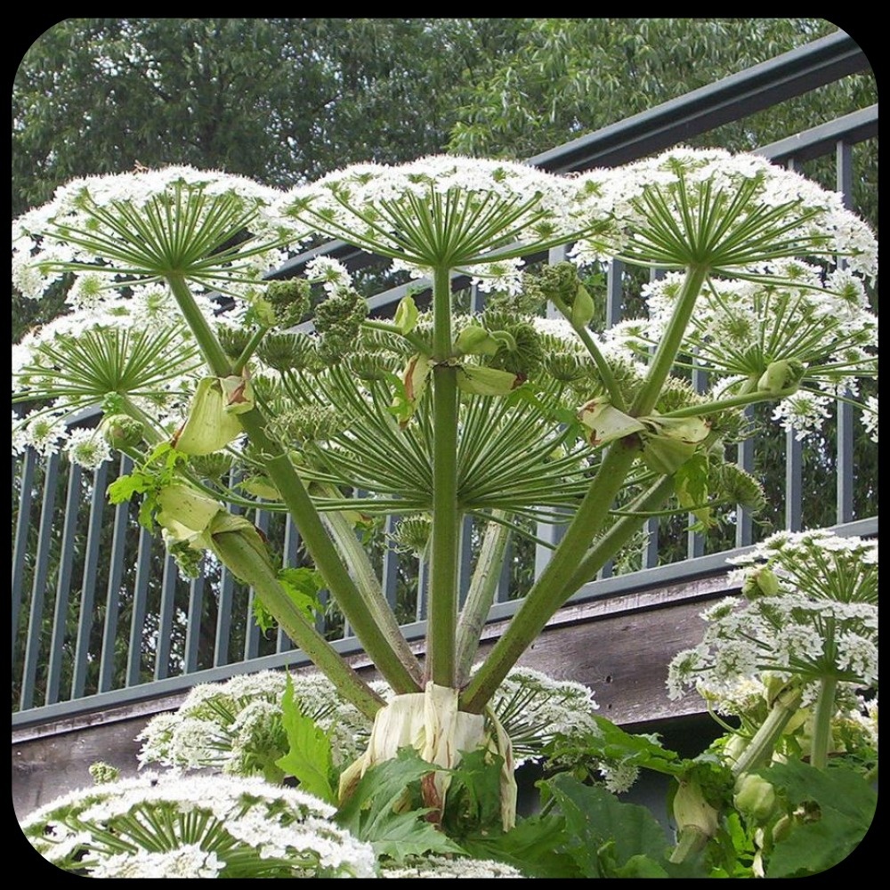 Борщевик Сосновского - самый главный нарушитель.