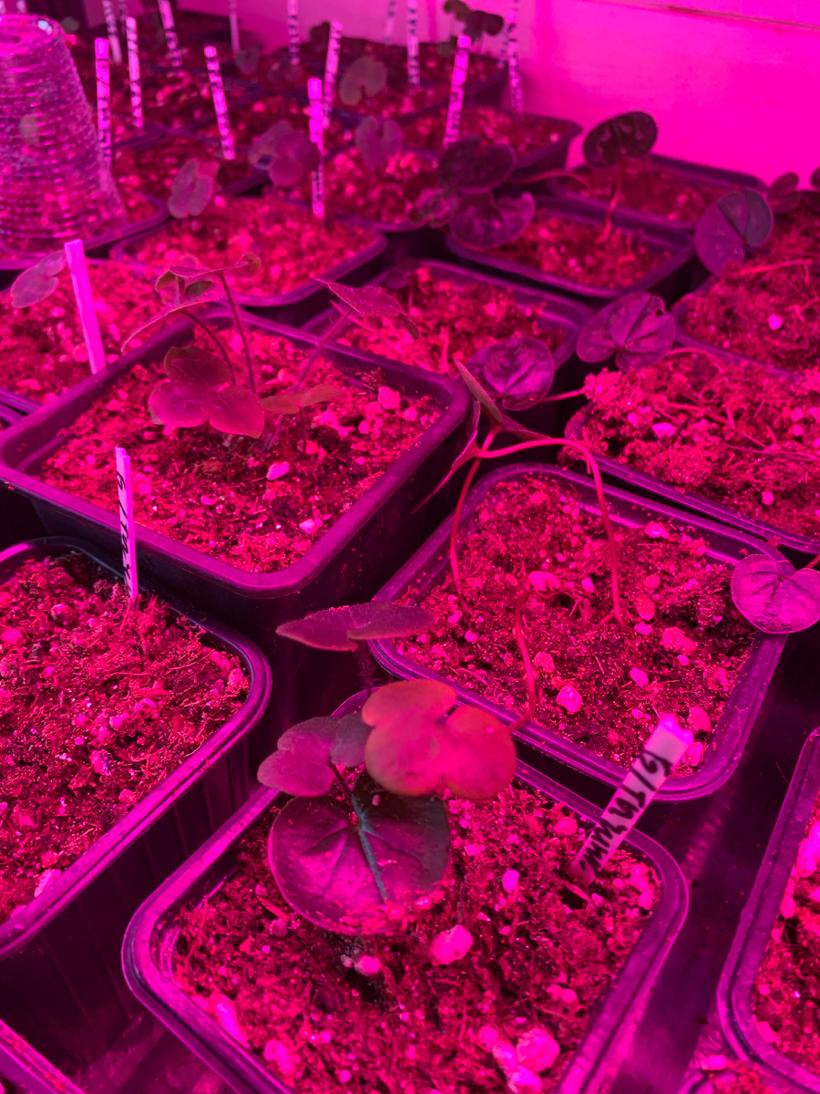 Печёночницы и цикламены