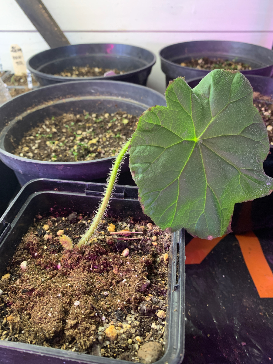 Астильбоидес