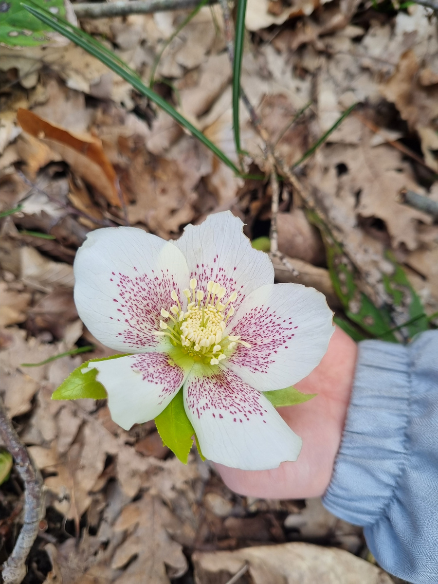 Морозник в лесу