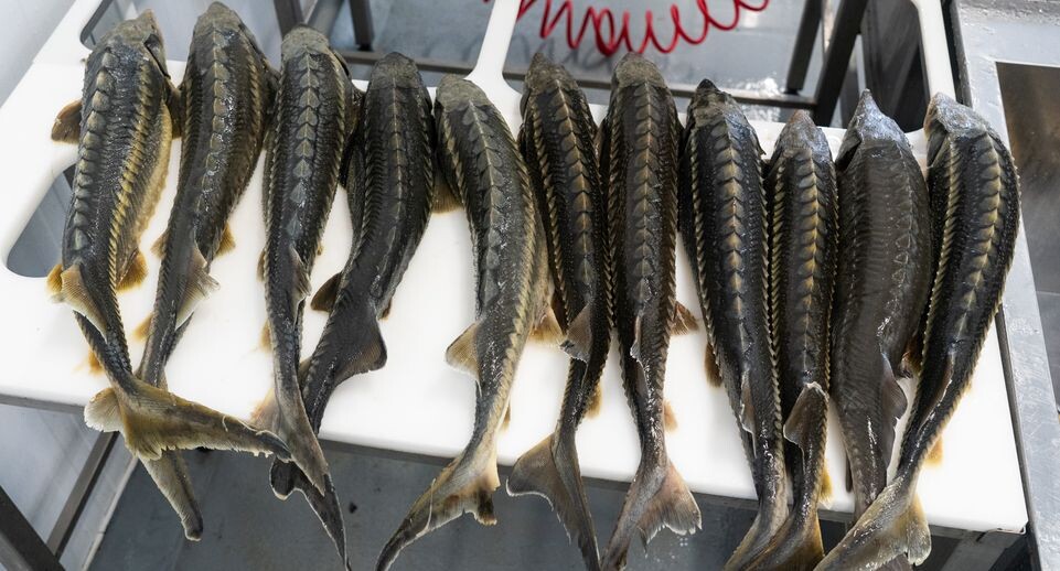    Мансуровское рыбоводное хозяйство под Истрой / Медиасток.рф