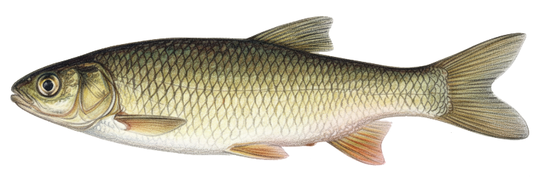 Squalius aphipsi