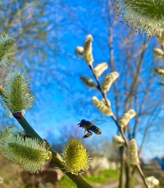    фото Людмила Сахарчук "Веселовские вести" Веселовские вести
