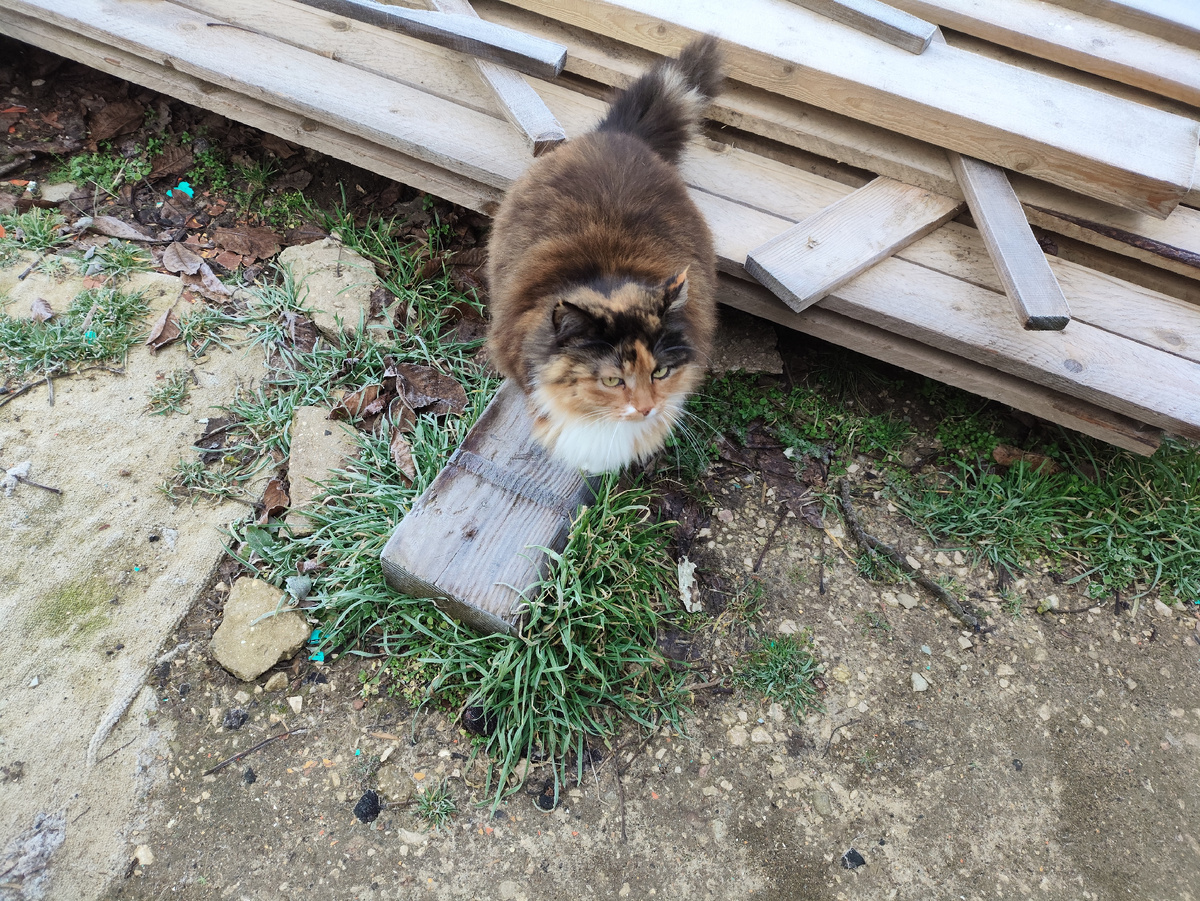 Муха тоже домой пошла...