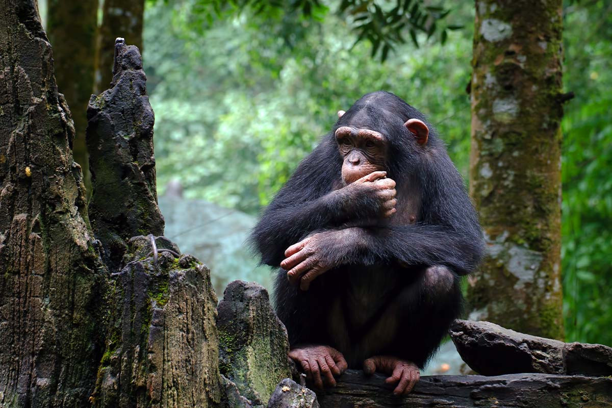 Фото с сайта: https://www.ilialive.gr/perivallon/349268/akti-elefantostoy-chimpatzides-paratirithikan-na-efarmozoyn-anthropines-taktikes-polemoy