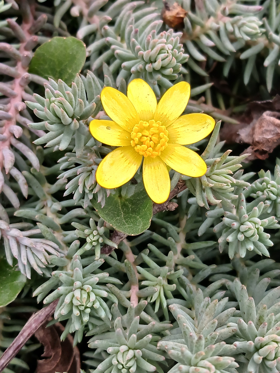 Чистяк весенний