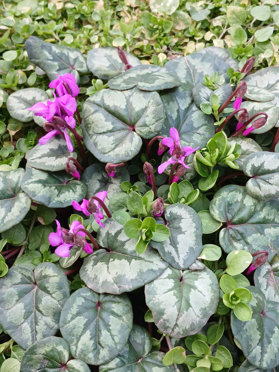 цикламен кавказский