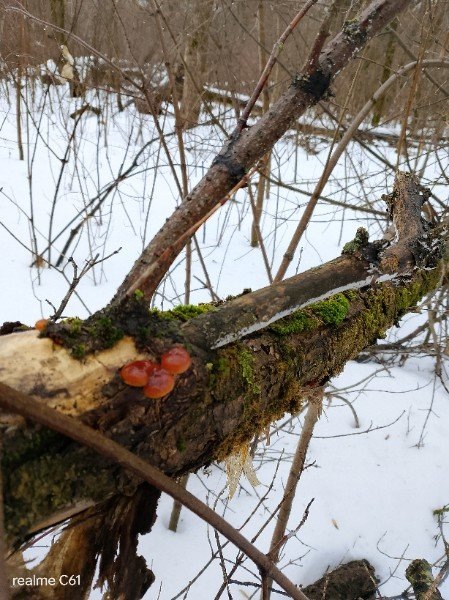     Сообщество Курские грибники, грибы и ягоды / ВК