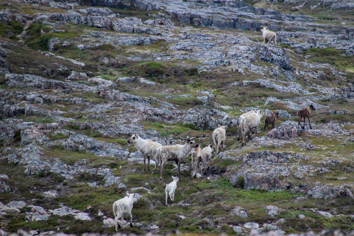 Одно из моих любимых воспоминаний из заполярных экспедиций: стадо, идущее по тундре вдоль моря. Фото: Полина Воронова