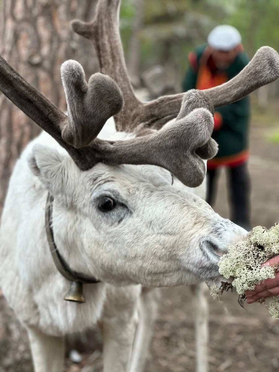 Здешние олени носят ошейники с колокольчиками — так животных проще найти, когда они пасутся в лесотундре. Фото: blaguwina / Яндекс Карты