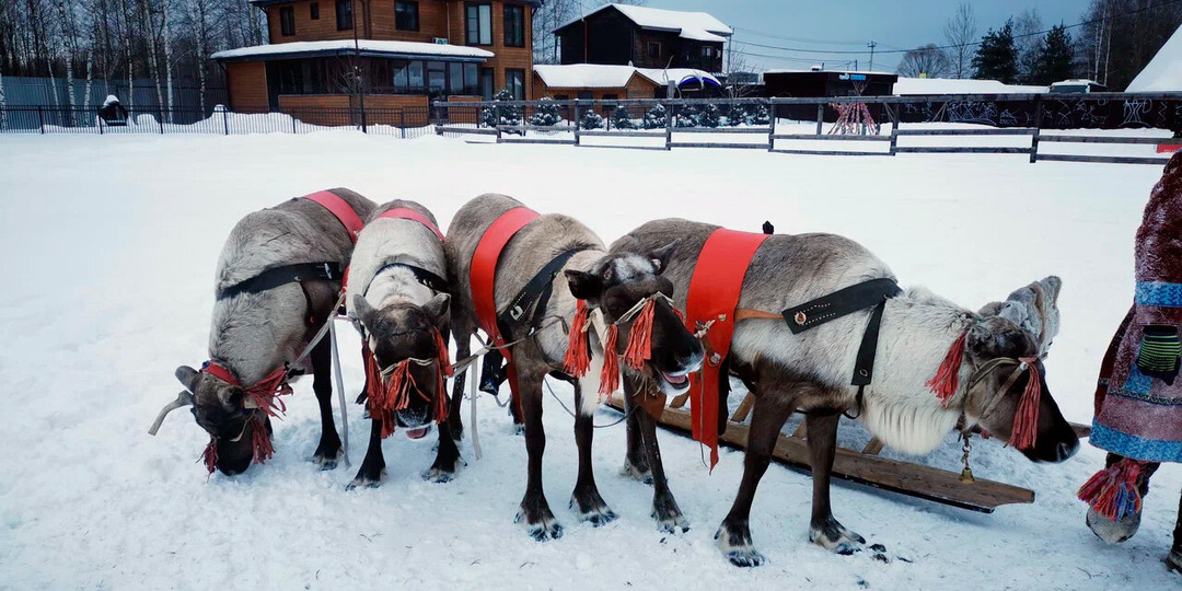 Где смотреть северных оленей, кроме Лапландии? 10 мест рядом с Мурманском, Москвой и Петербургом