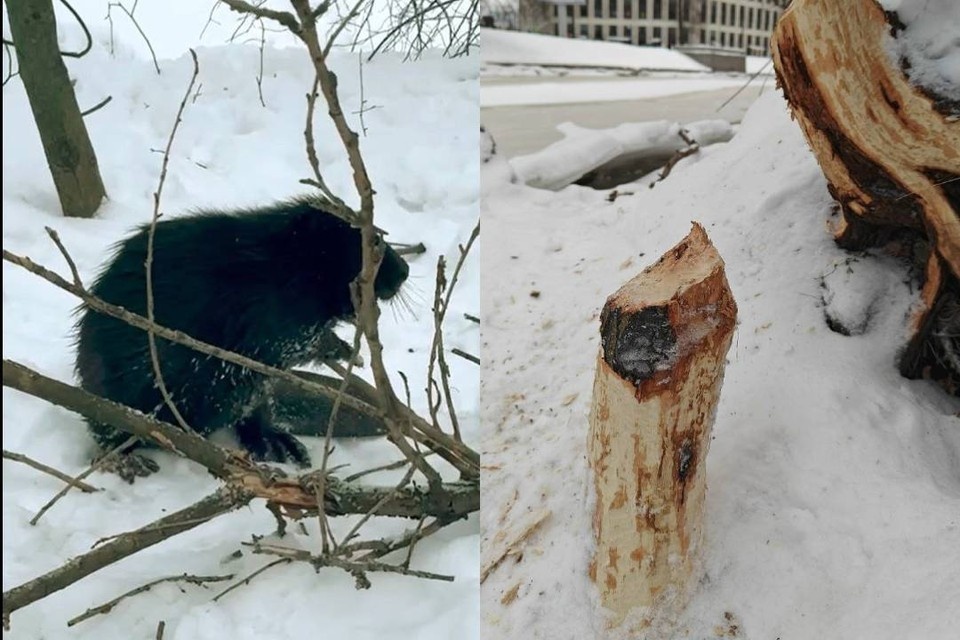    Бобр поселился в центре Петербурга. Фото: тг-канал "Каждой твари по паре".