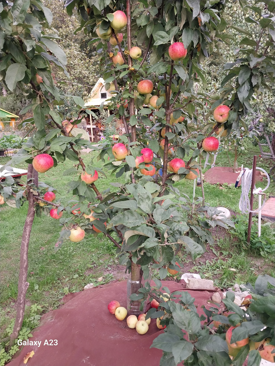 Молодая яблоня