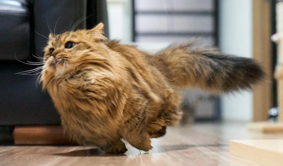 😼 Ночные забеги: почему кошки устраивают тыгыдыки в 3 часа ночи и как это пережить