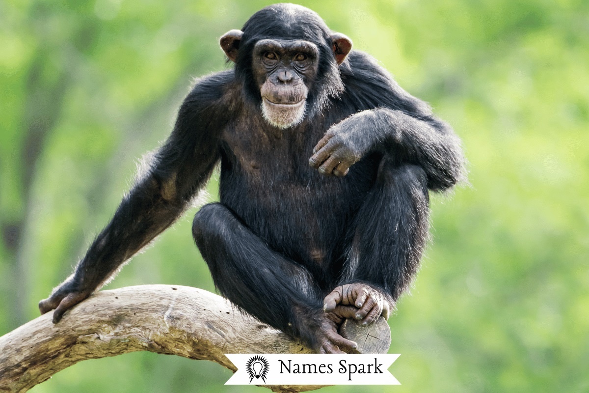 Фото с сайта: https://www.namesspark.com/chimpanzee-names/