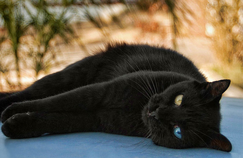 😻Самые обаятельные и привлекательные котики крупным планом