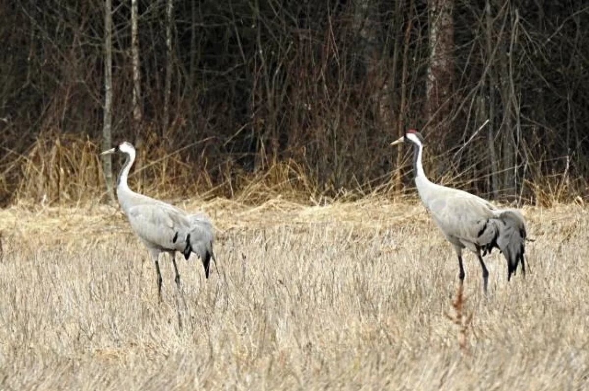    В Калининградскую область вернулись серые журавли