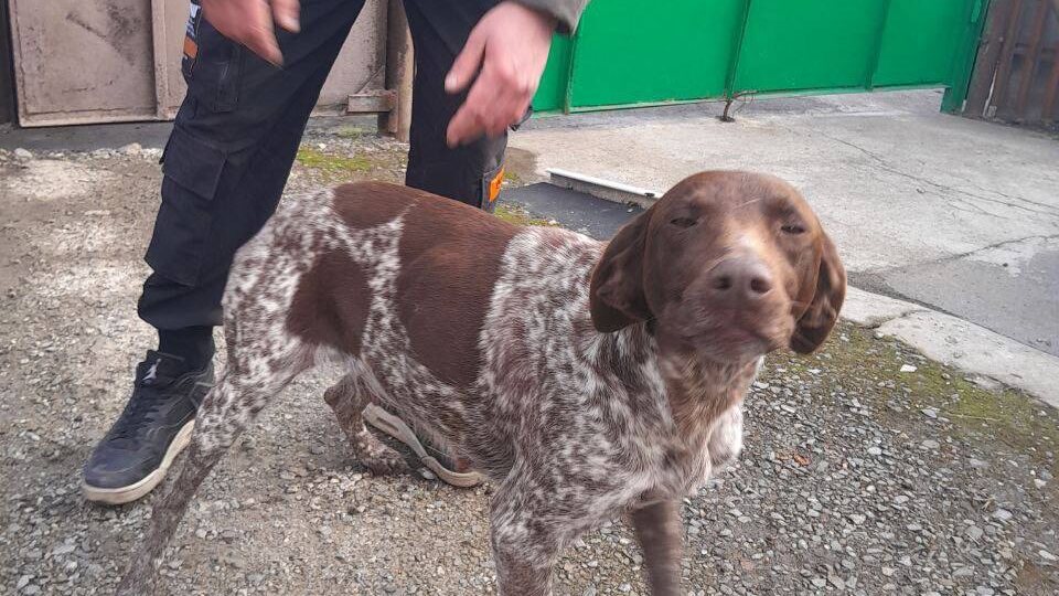 Помогите пожалуйста найти хозяев