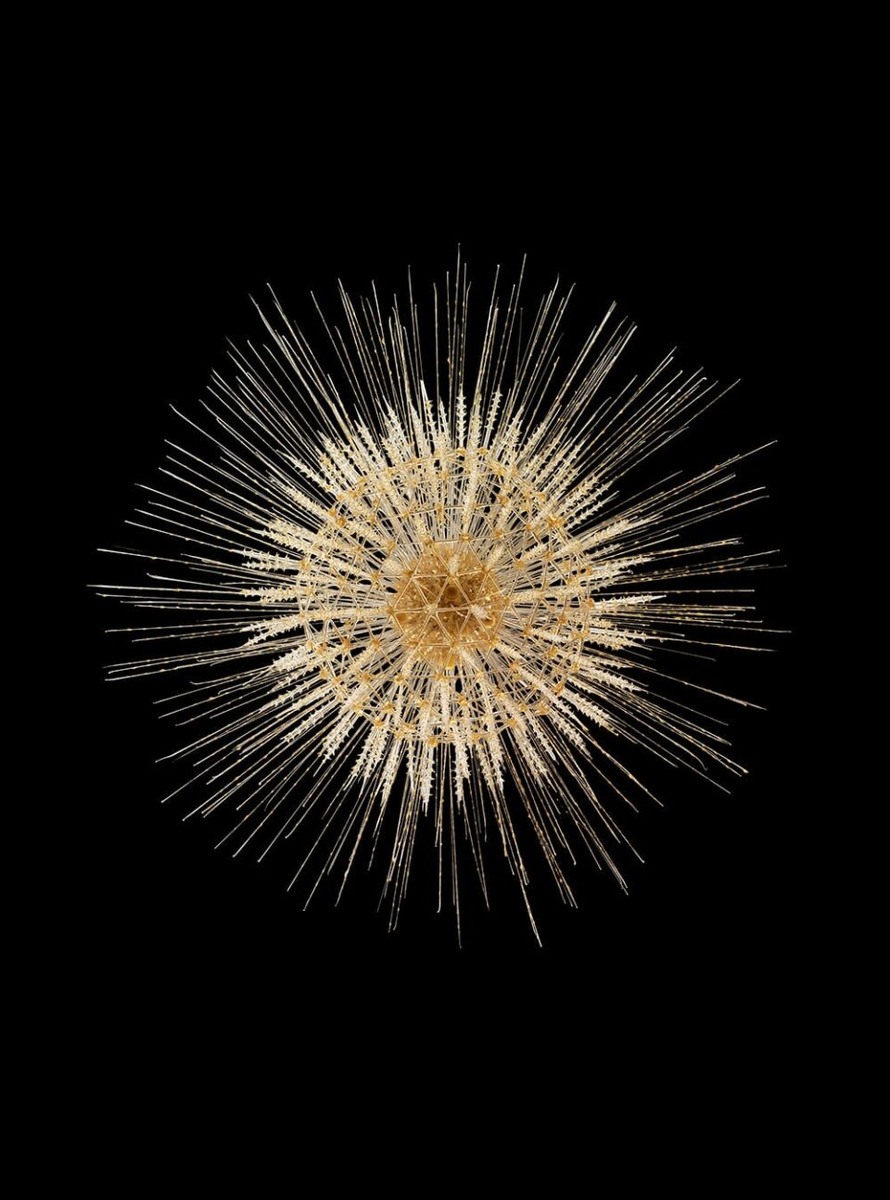 Aulosphaera elegantissima