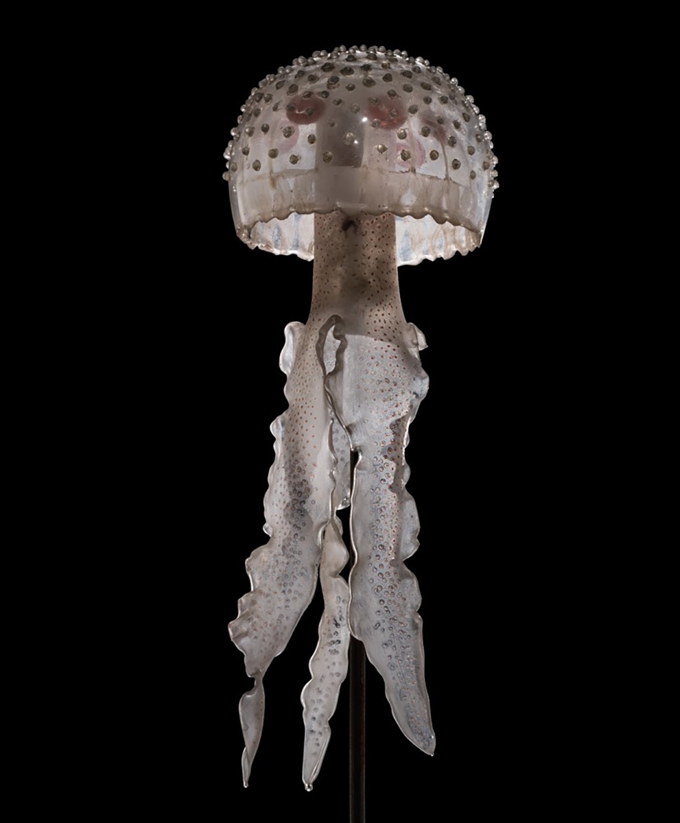 Медуза Pelagia tuberculosa