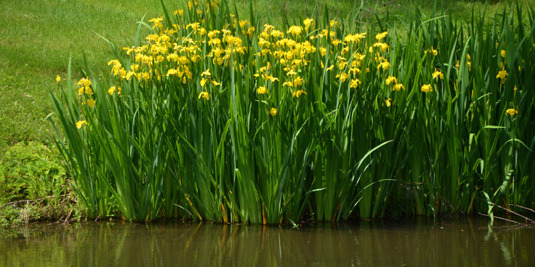 Болотный ирис — природный «фильтр-поглотитель». Почему я сажаю его сотнями?