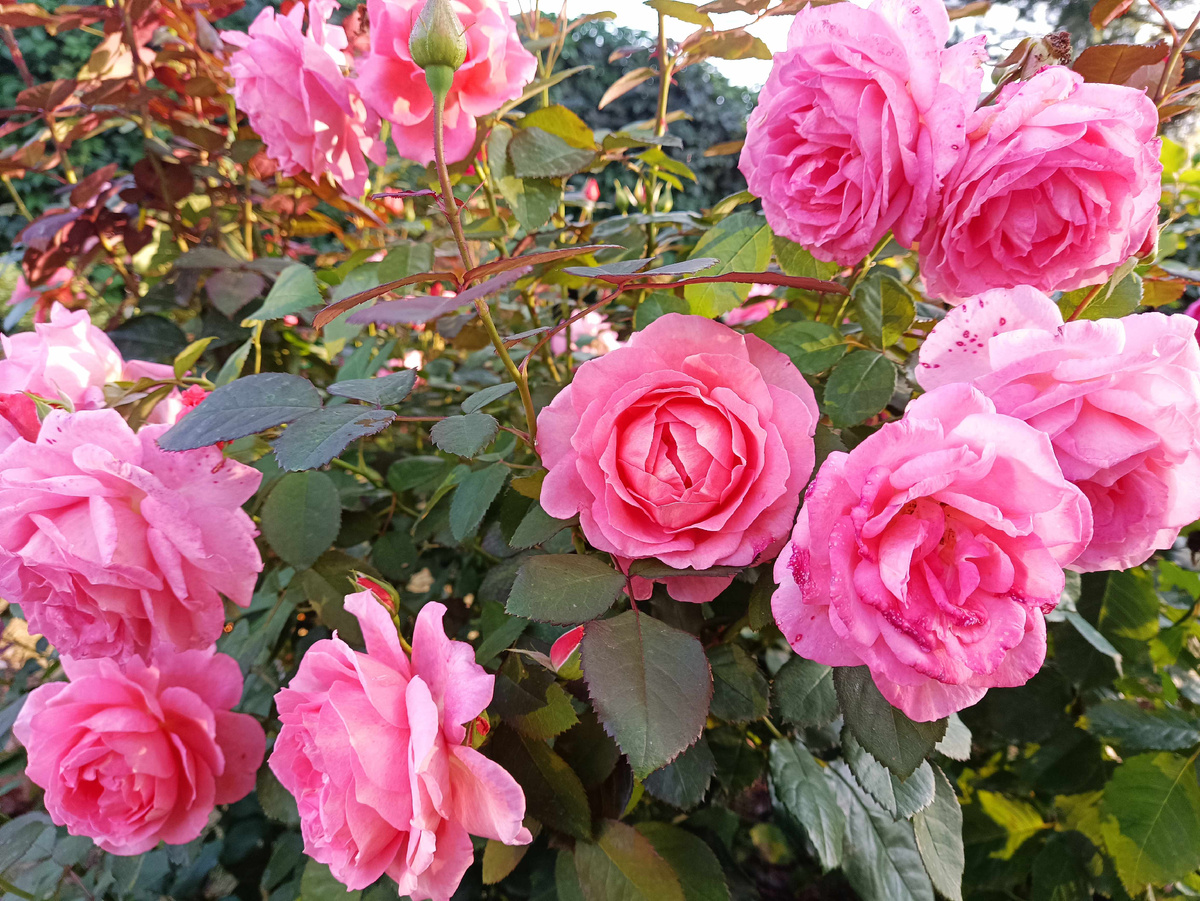 Институт Люмьер, 2025