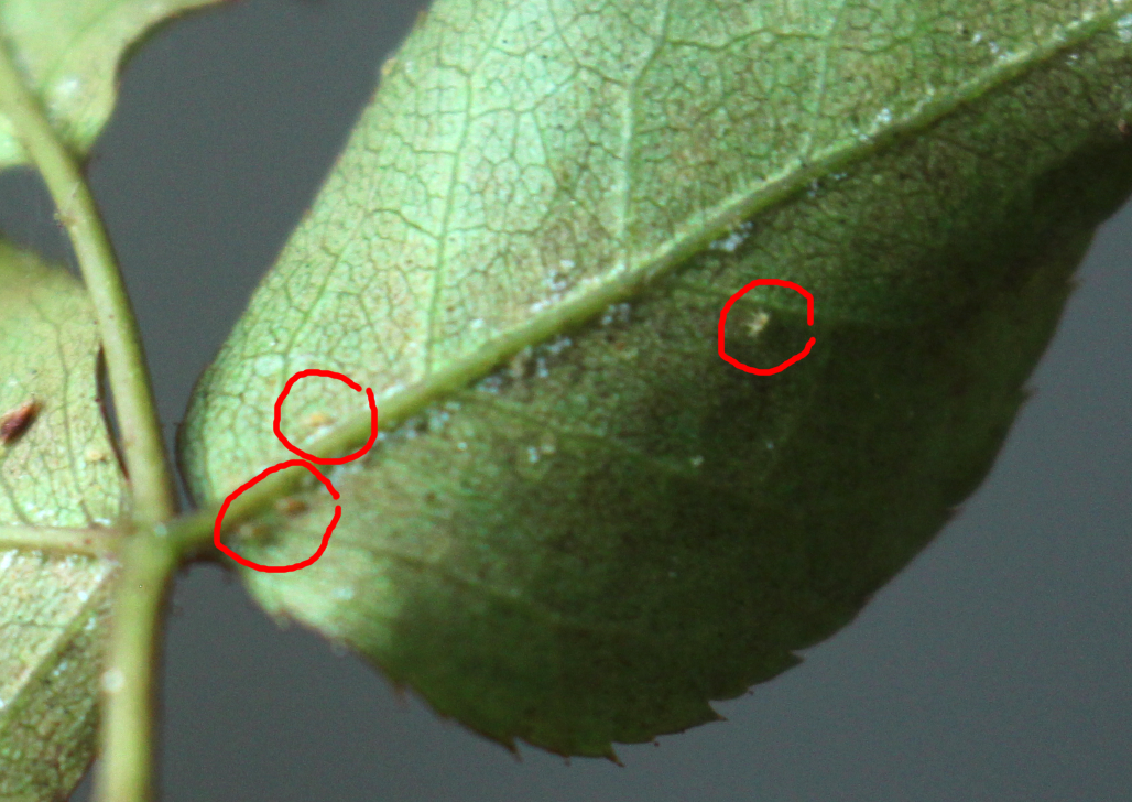 Различные стадии паутинного клеща на листьях розы