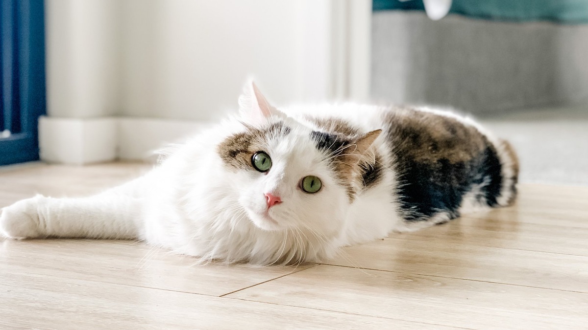    Эксперт также развеивает миф о гипоаллергенных кошках